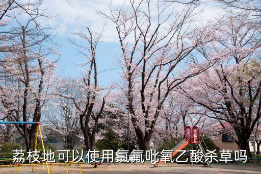 荔枝地可以使用氯氟吡氧乙酸殺草嗎