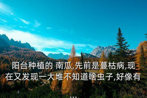 陽臺種植的 南瓜,先前是蔓枯病,現在又發現一大堆不知道啥蟲子,好像有...