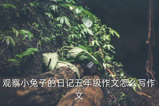 觀察小兔子的日記五年級(jí)作文怎么寫作文