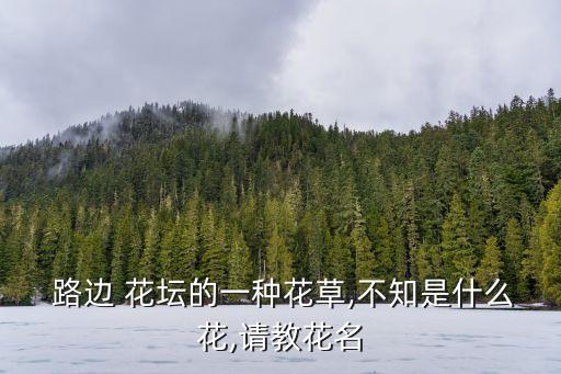  路邊 花壇的一種花草,不知是什么花,請教花名
