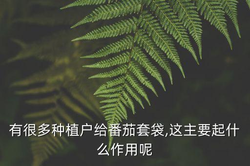 有很多種植戶給番茄套袋,這主要起什么作用呢
