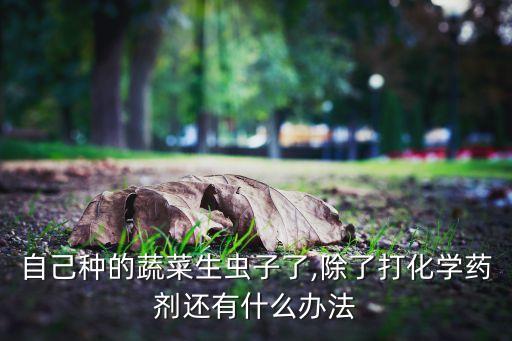菜蟲不打農藥用什么除