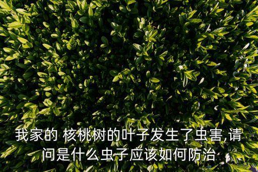 殺死核桃樹的最好最快的農藥,核桃樹最怕什么農藥