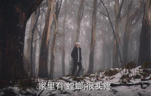 家里有 螳螂,很頭疼