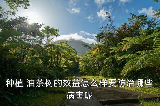 種植 油茶樹(shù)的效益怎么樣要防治哪些病害呢
