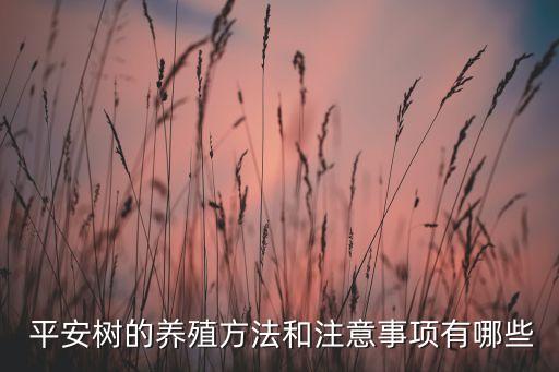  平安樹的養(yǎng)殖方法和注意事項(xiàng)有哪些