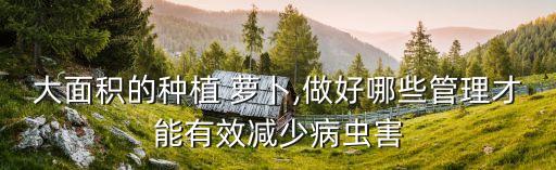 大面積的種植 蘿卜,做好哪些管理才能有效減少病蟲害