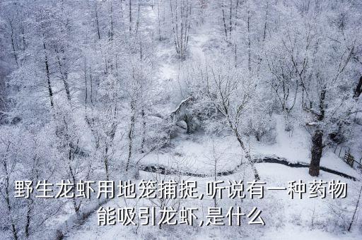 野生龍蝦用地籠捕捉,聽說有一種藥物能吸引龍蝦,是什么