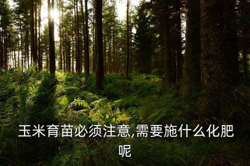  玉米育苗必須注意,需要施什么化肥呢