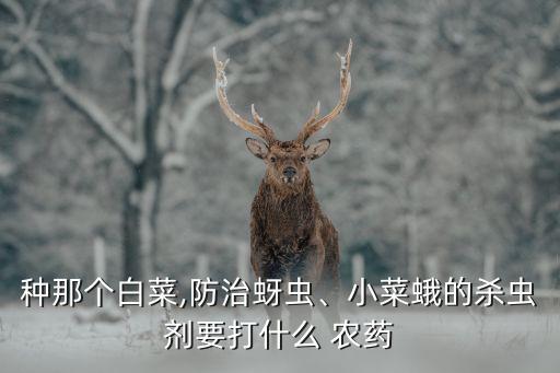 卷心菜噴什么農藥,為什么說卷心菜農藥大多