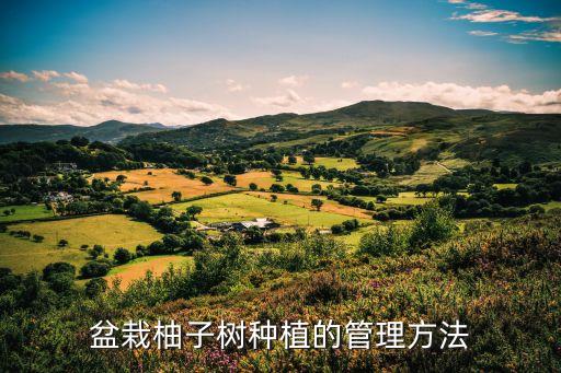 盆栽柚子樹種植的管理方法