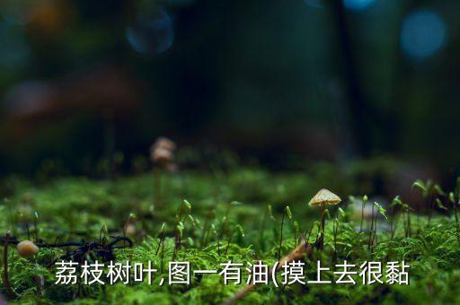  荔枝樹葉,圖一有油(摸上去很黏