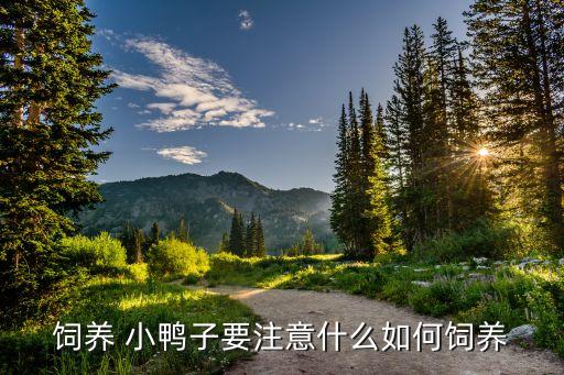 飼養 小鴨子要注意什么如何飼養