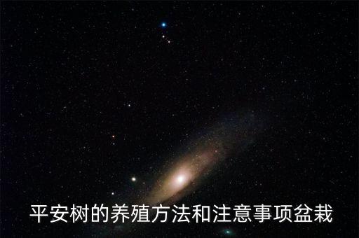  平安樹的養(yǎng)殖方法和注意事項(xiàng)盆栽