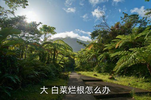 大 白菜爛根怎么辦