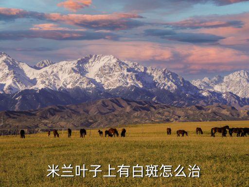 米蘭葉子上有白斑怎么治