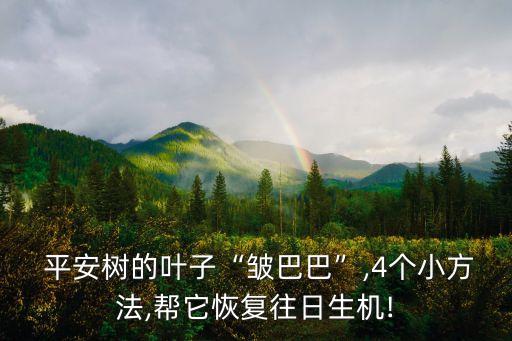  平安樹的葉子“皺巴巴”,4個(gè)小方法,幫它恢復(fù)往日生機(jī)!