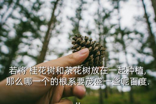 若將 桂花樹和茶花樹放在一起種植,那么哪一個的根系要茂盛一些呢百度...
