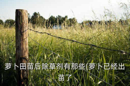 蘿卜田苗后除草劑有那些(蘿卜已經出苗了