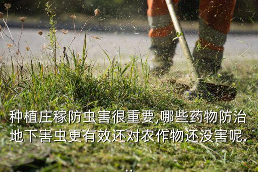 種植莊稼防蟲害很重要,哪些藥物防治地下害蟲更有效還對農作物還沒害呢...