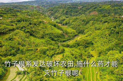 竹子根系發達破壞農田,施什么藥才能滅竹子根呢