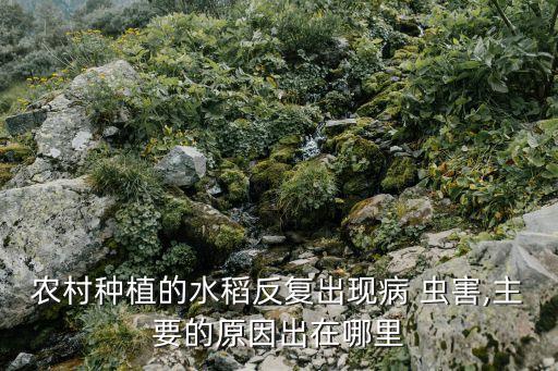 農村種植的水稻反復出現病 蟲害,主要的原因出在哪里