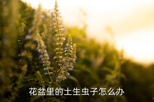 花盆里的土生蟲子怎么辦