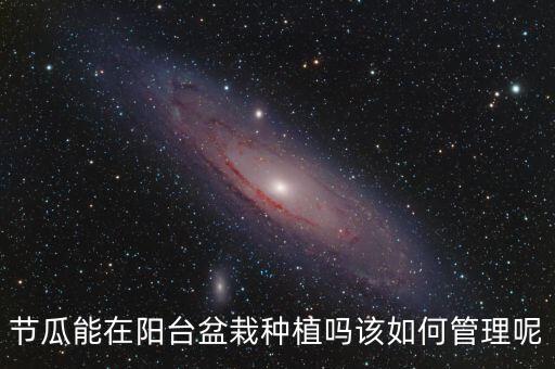節瓜能在陽臺盆栽種植嗎該如何管理呢