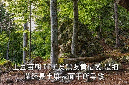 土豆葉子有黑點有什么農藥,土豆的葉子有什么用