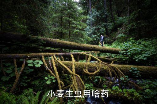 什么農藥能殺死小麥苗,用什么東西可以把小麥苗殺死