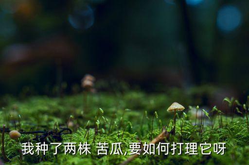 苦瓜苗期用什么農藥,苦瓜一般打什么農藥