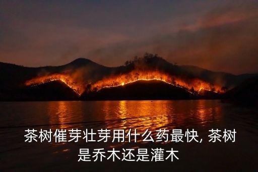  茶樹催芽壯芽用什么藥最快, 茶樹是喬木還是灌木
