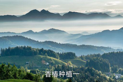  香椿種植一