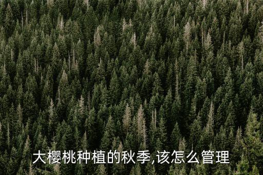 大櫻桃種植的秋季,該怎么管理