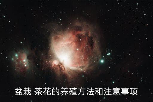 盆栽 茶花的養(yǎng)殖方法和注意事項