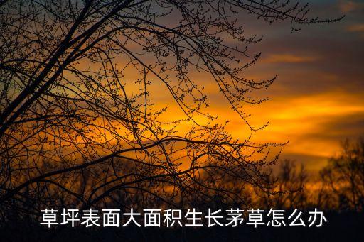  草坪表面大面積生長茅草怎么辦