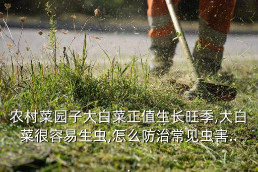 農村菜園子大白菜正值生長旺季,大白菜很容易生蟲,怎么防治常見蟲害...