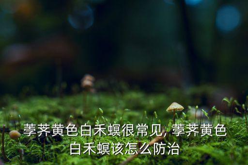  荸薺黃色白禾螟很常見, 荸薺黃色白禾螟該怎么防治