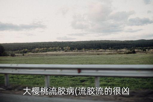 大櫻桃流膠病(流膠流的很兇