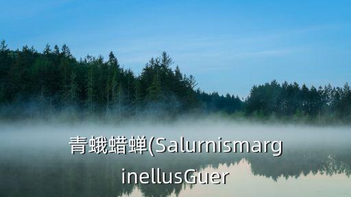 青蛾蠟蟬(SalurnismarginellusGuer