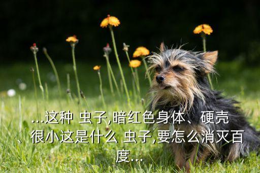 ...這種 蟲子,暗紅色身體、硬殼、很小這是什么 蟲子,要怎么消滅百度...