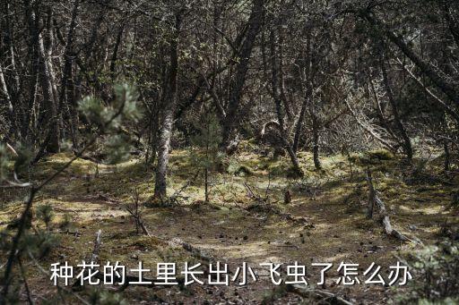 種花農(nóng)藥店推薦什么藥,種花生拌什么農(nóng)藥