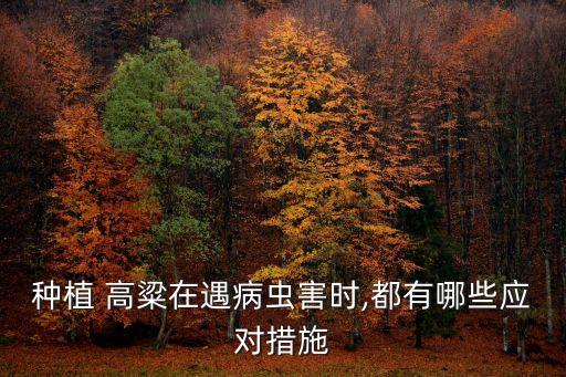 種植 高粱在遇病蟲(chóng)害時(shí),都有哪些應(yīng)對(duì)措施
