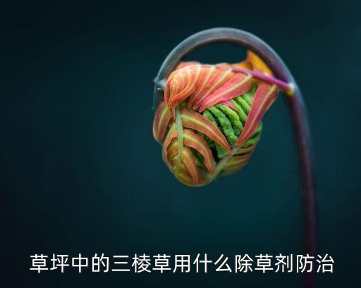 草坪除雜草用什么農(nóng)藥,草坪雜草防除方法