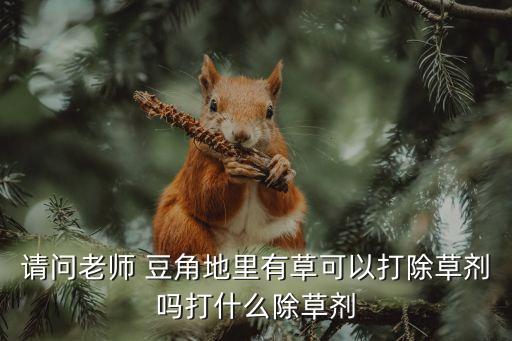請問老師 豆角地里有草可以打除草劑嗎打什么除草劑