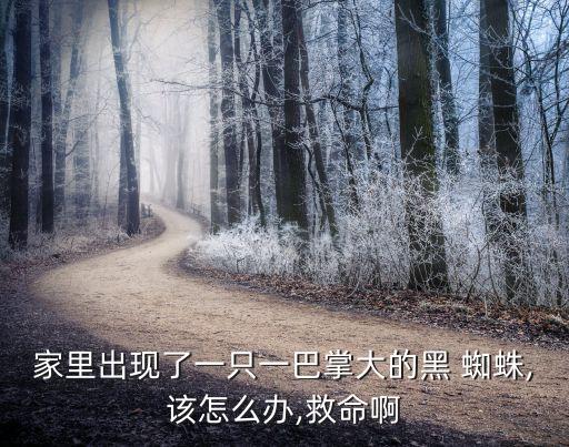 黑蜘蛛用什么農(nóng)藥殺死它