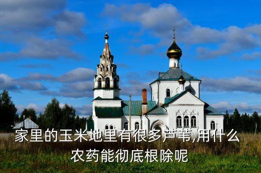家里的玉米地里有很多蘆葦,用什么 農藥能徹底根除呢