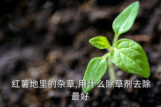 栽紅薯時用的是什么農藥