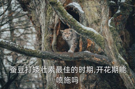 蠶豆萎蔫病打什么農藥