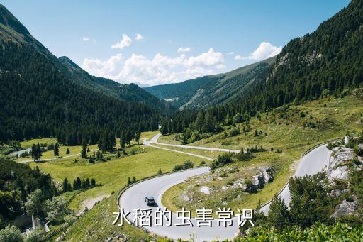  水稻的蟲害常識